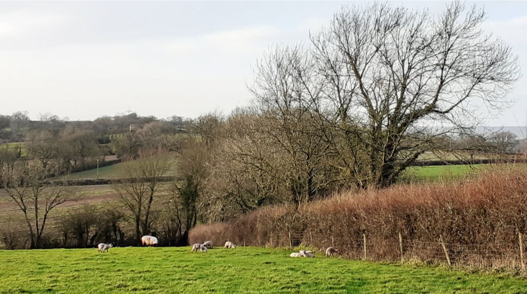 Hedgerow and lambs